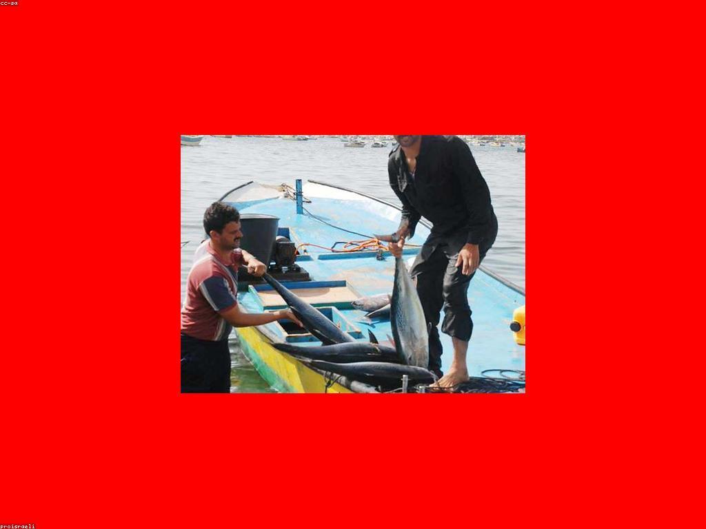 ក្បាលស្ទូចនិងការប្រកួត: ការប្រារព្ធពិធីនៃការស្ទូចត្រី